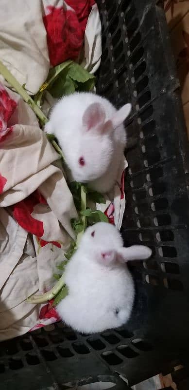 rabbits 3