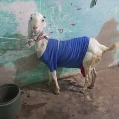 Bakri