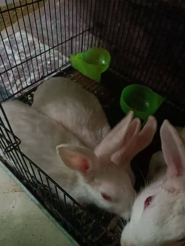 white rabbit breader available for shokeen 0