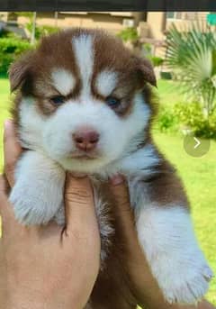 Siberian Huskie