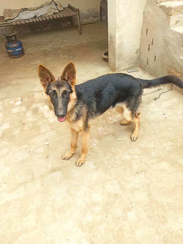 German shepherd double kotid female 0