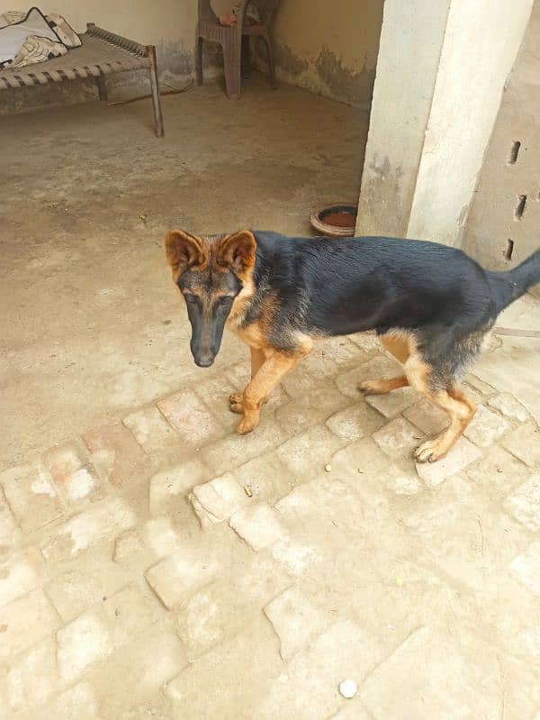 German shepherd double kotid female 2