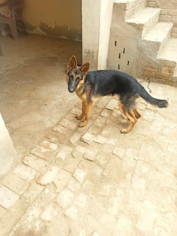 German shepherd double kotid female 3