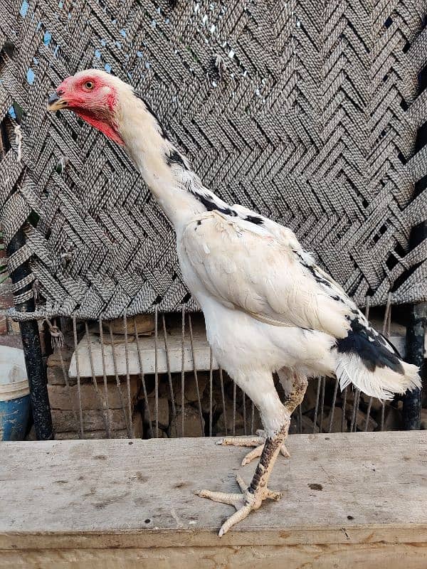 Pure Oh Shamo Aseel Hens for sale 0