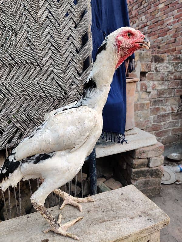 Pure Oh Shamo Aseel Hens for sale 1