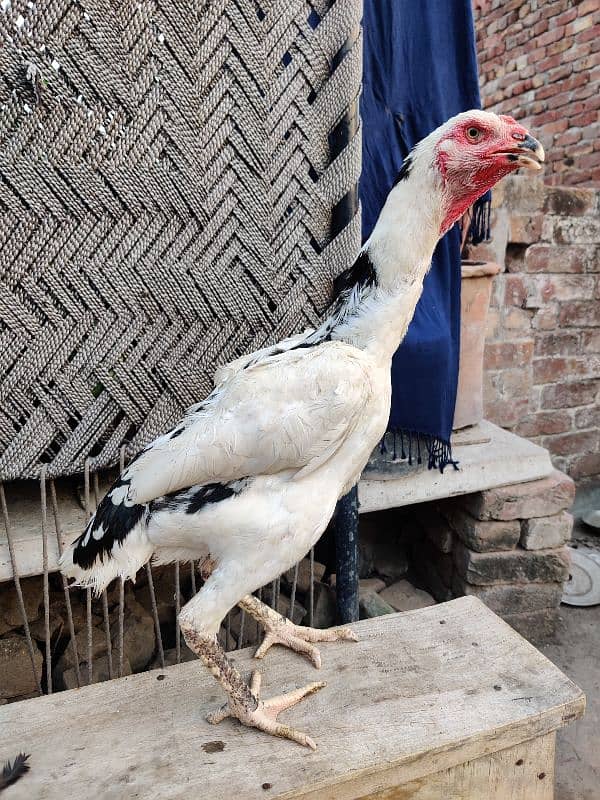 Pure Oh Shamo Aseel Hens for sale 2