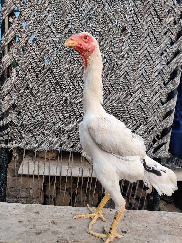 Pure Oh Shamo Aseel Hens for sale 4