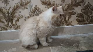 Persian Cat For Sale