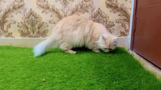 Persian Cat For Sale