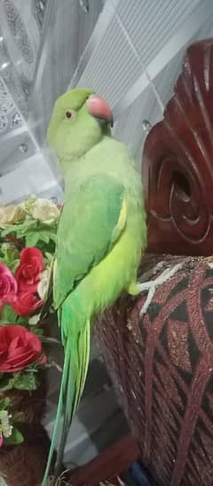 Female perrot