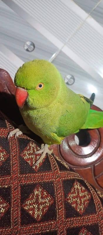 Female perrot 2