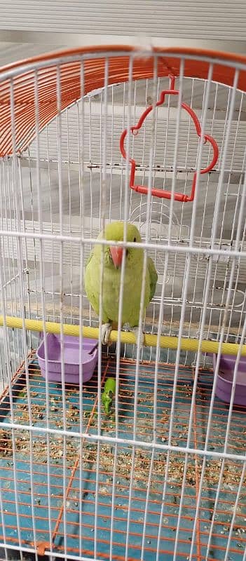 Female perrot 3