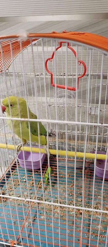 Female perrot 4