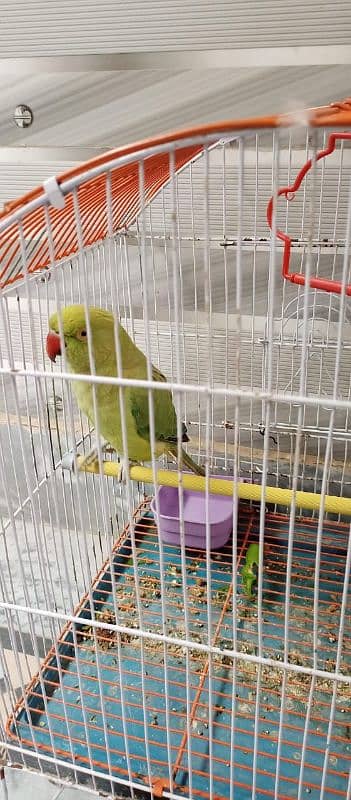 Female perrot 5