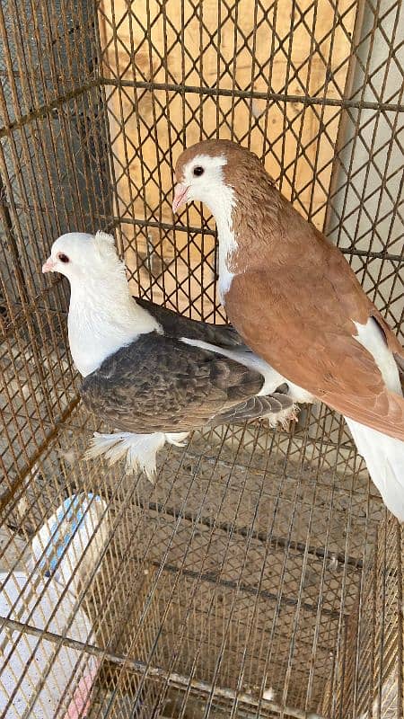 Fancy pigeons For Sale 0