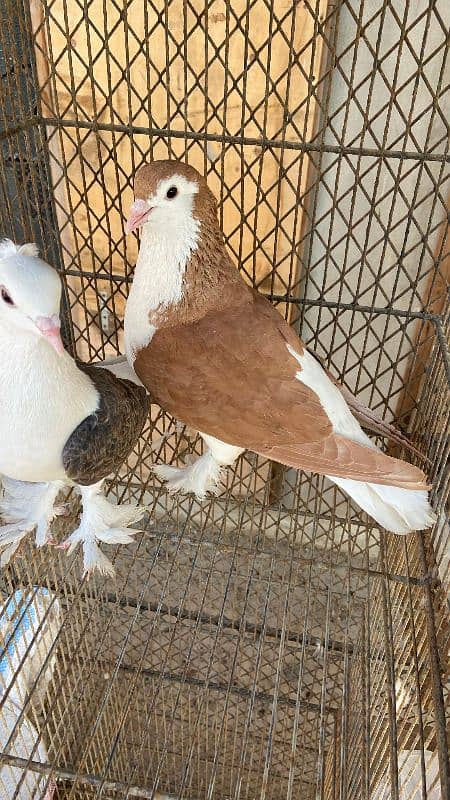 Fancy pigeons For Sale 1