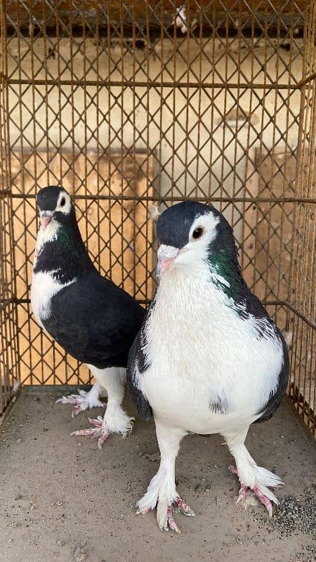 Fancy pigeons For Sale 2