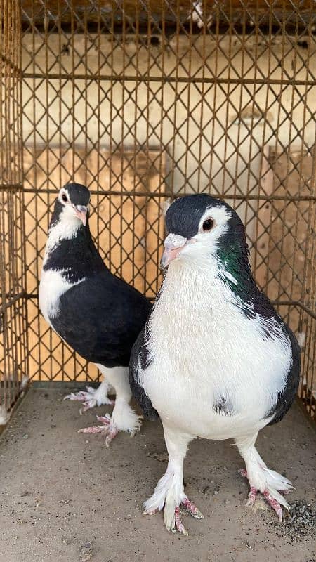 Fancy pigeons For Sale 3