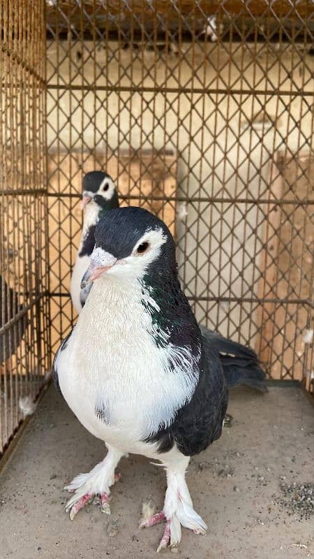 Fancy pigeons For Sale 4