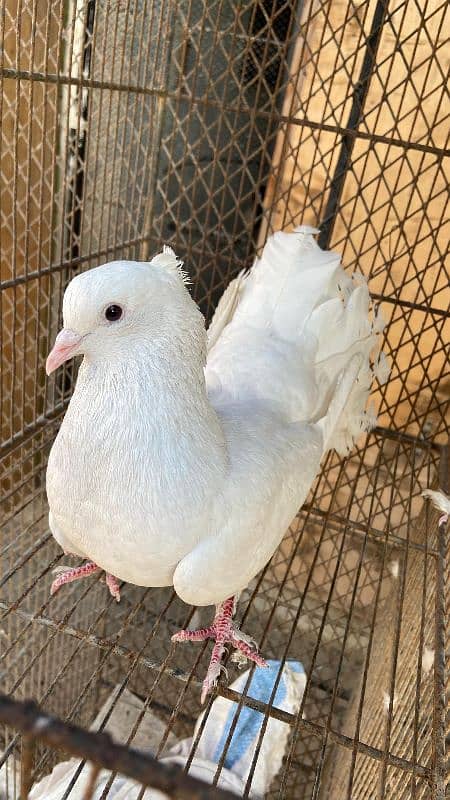 Fancy pigeons For Sale 5