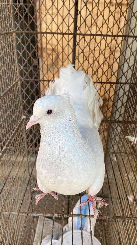 Fancy pigeons For Sale 6