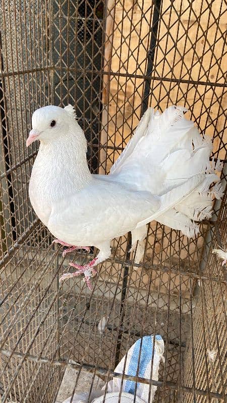 Fancy pigeons For Sale 7