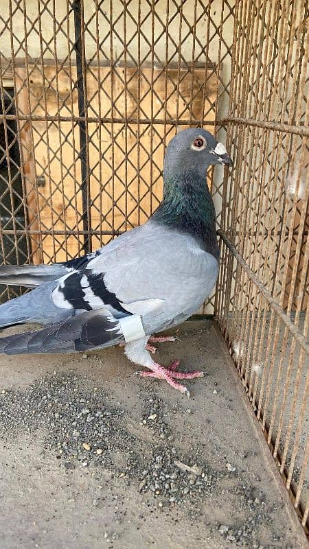 Fancy pigeons For Sale 8