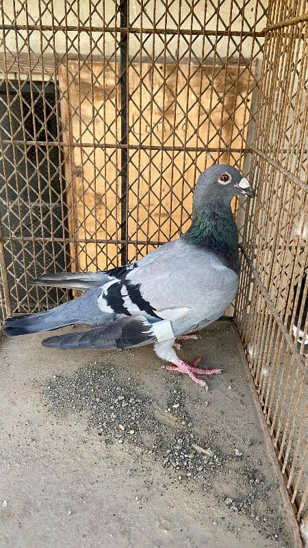 Fancy pigeons For Sale 9