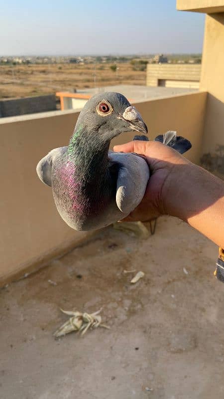 Fancy pigeons For Sale 10