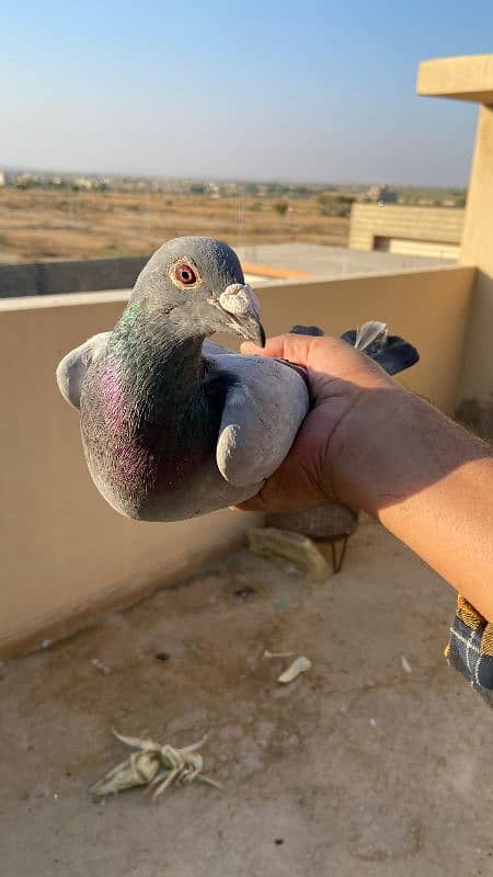 Fancy pigeons For Sale 11