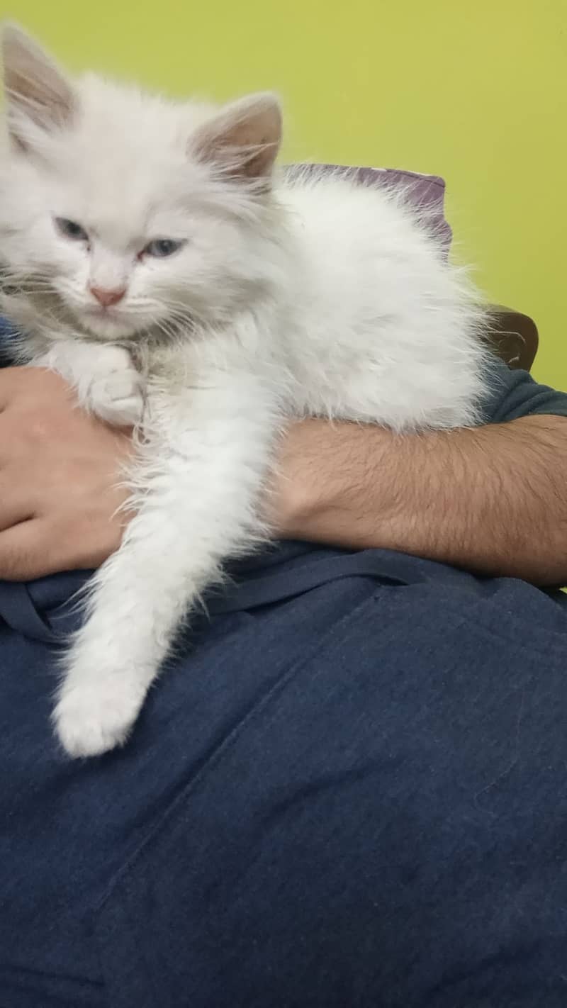 2 month male persian kitten 0