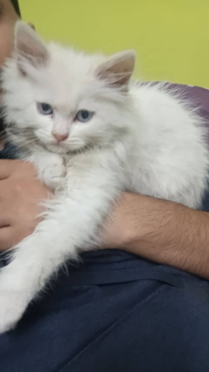 2 month male persian kitten 1