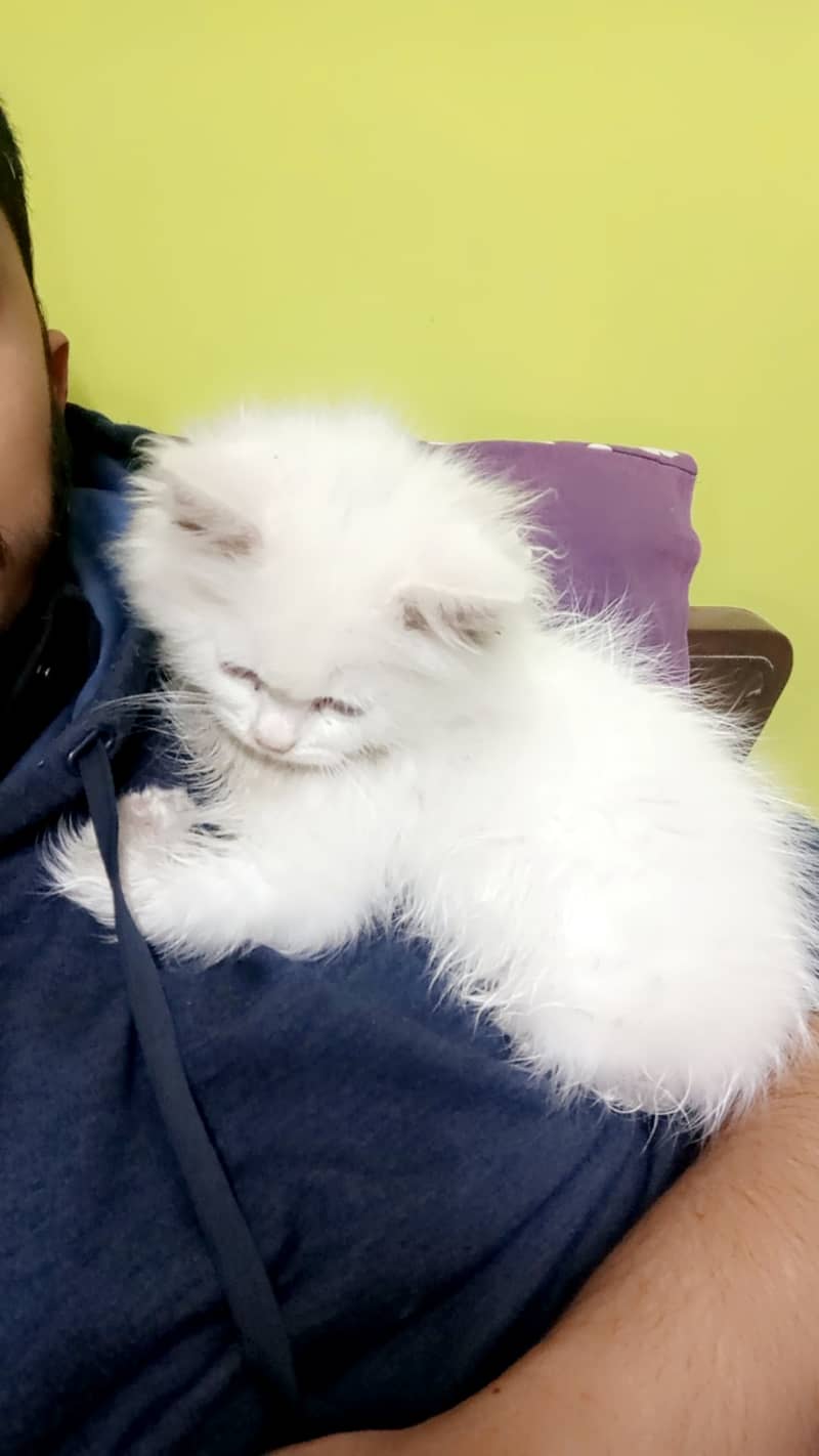 2 month male persian kitten 2