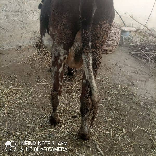 jercy nasal ki cow for sell ha 03460959400 is nmbr pr Whatsapp kren 0