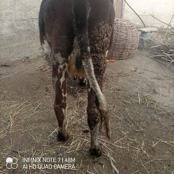 jercy nasal ki cow for sell ha 03460959400 is nmbr pr Whatsapp kren 1