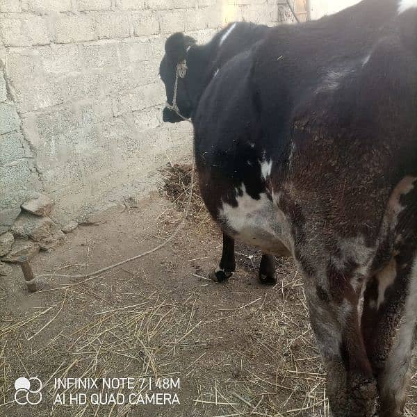 jercy nasal ki cow for sell ha 03460959400 is nmbr pr Whatsapp kren 3