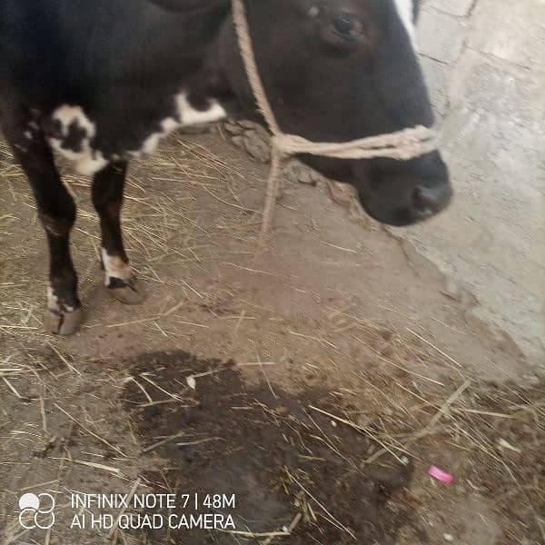 jercy nasal ki cow for sell ha 03460959400 is nmbr pr Whatsapp kren 4