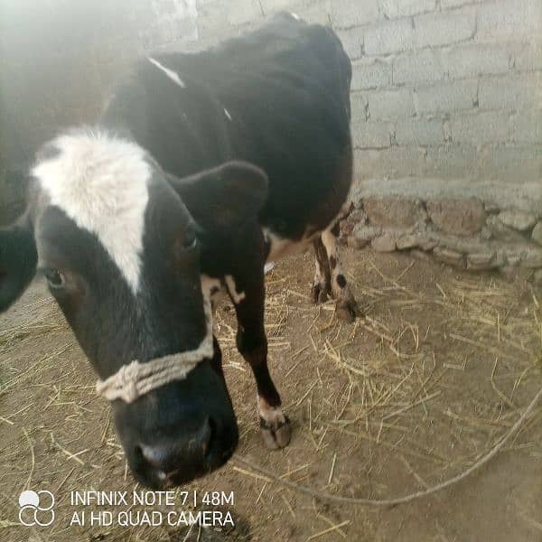 jercy nasal ki cow for sell ha 03460959400 is nmbr pr Whatsapp kren 5