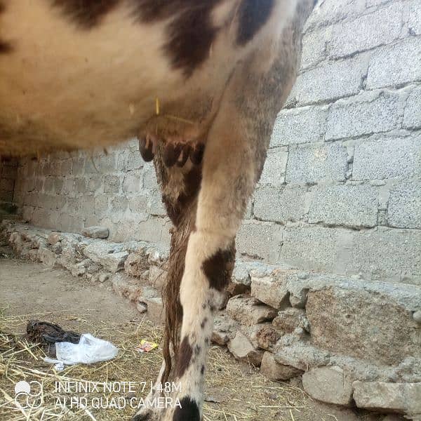 jercy nasal ki cow for sell ha 03460959400 is nmbr pr Whatsapp kren 6