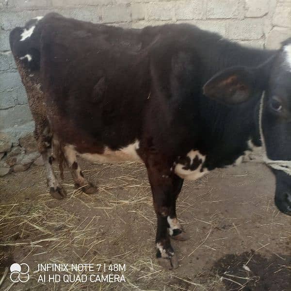 jercy nasal ki cow for sell ha 03460959400 is nmbr pr Whatsapp kren 7