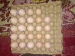 Ayam Cemani Eggs For Sale