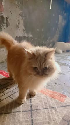 persian doubal coted femail baredar cat for sale helthy and active