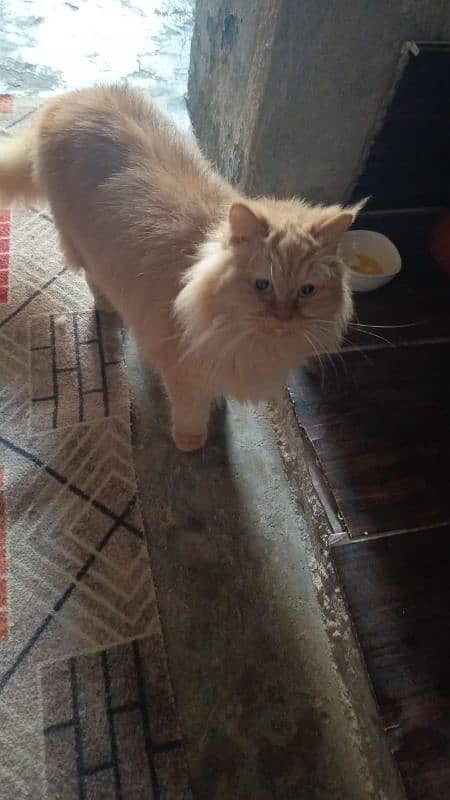 persian doubal coted femail baredar cat for sale helthy and active 1