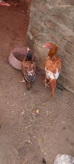 aseel pair for sale