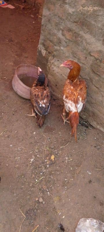 aseel pair for sale 0