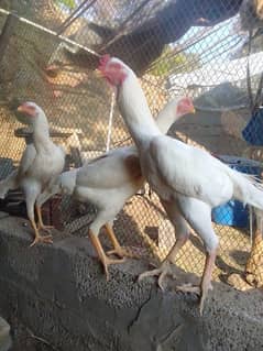 White Shamo Pair/Aseel Shamo chicks /king size/ pure /high quality hen