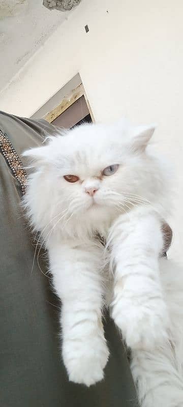 Persian Stud Male Punch face 1