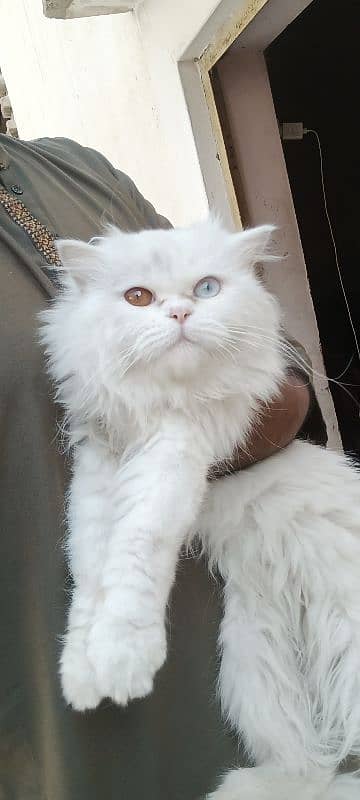 Persian Stud Male Punch face 2