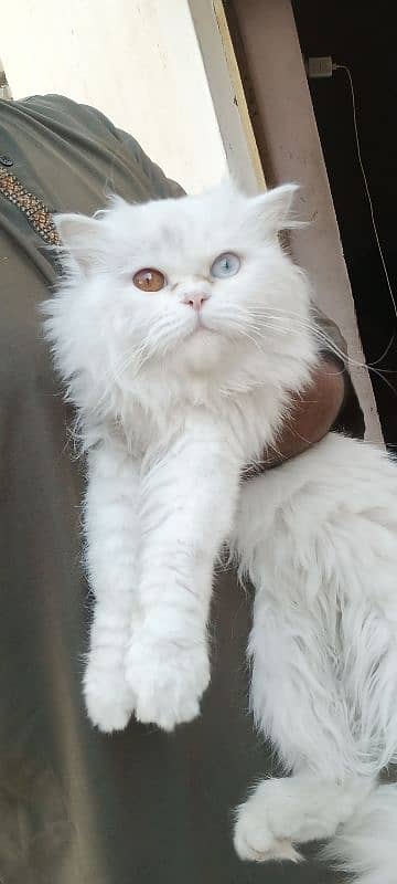 Persian Stud Male Punch face 3