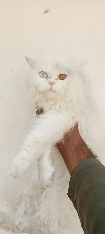 Persian Stud Male Punch face 5